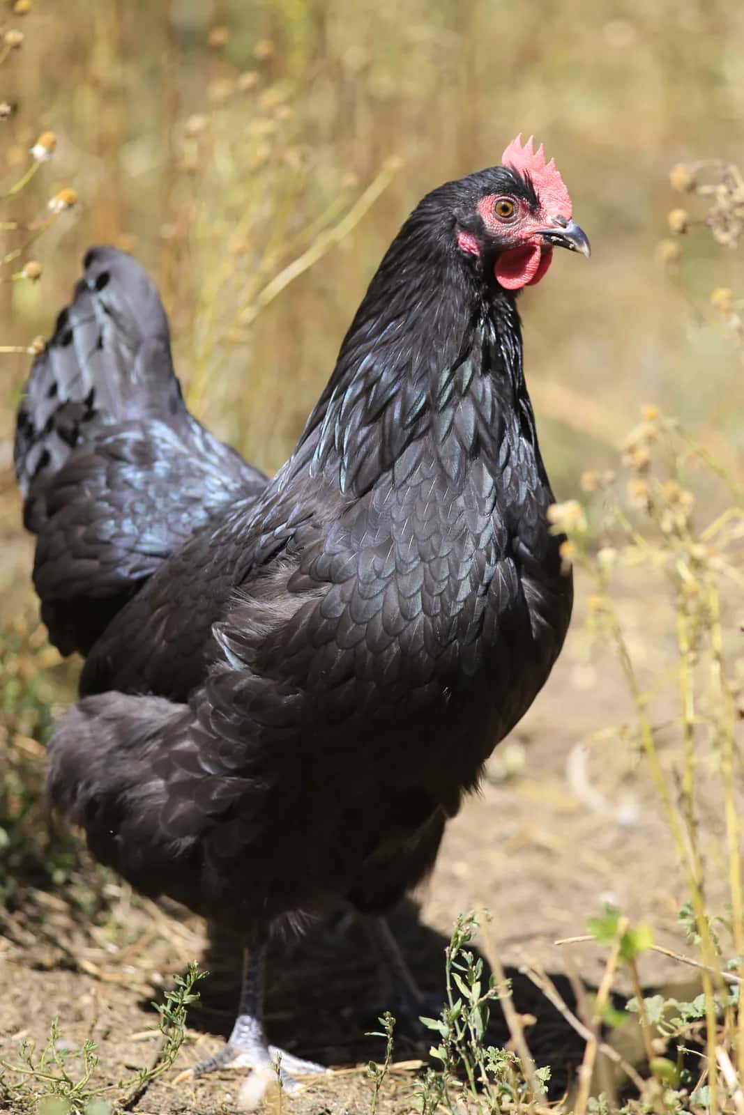 Kuru otların arasında duran siyah tüylü Black Nick yarkası